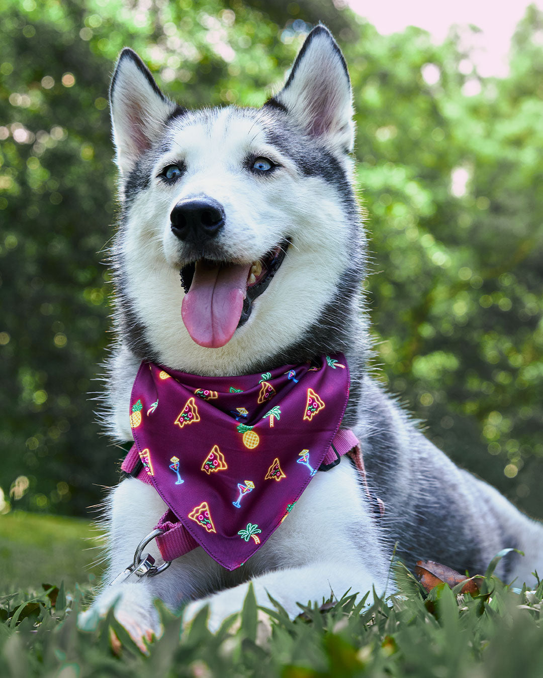 [Clearance] Roly Pawly Pet Bandana Scarf